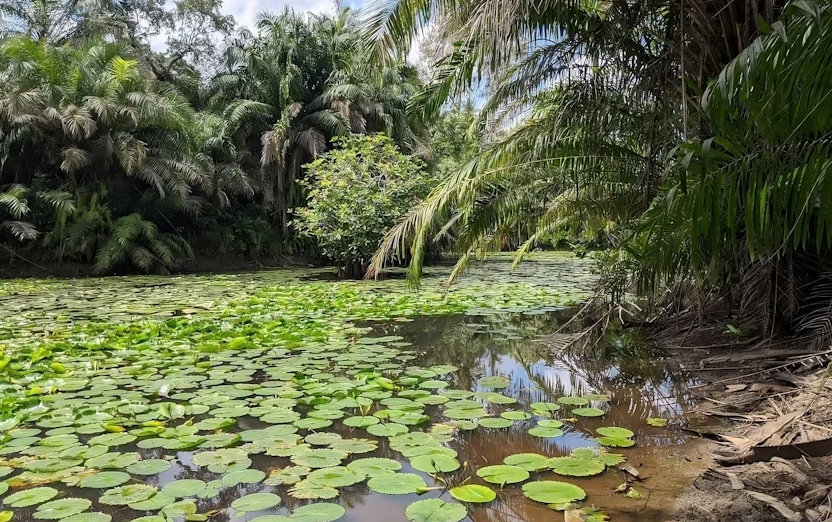 Private Tour to Hike in the Masingini Forest from The Mora Zanzibar - Image 2